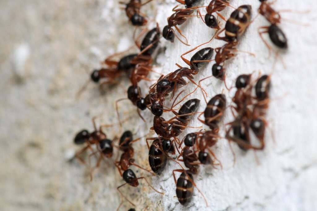 Carpenter Ant control in Denville, NJ