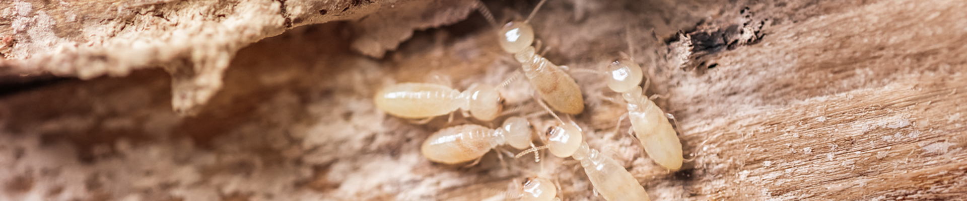 Subterranean termite control - viking termite control