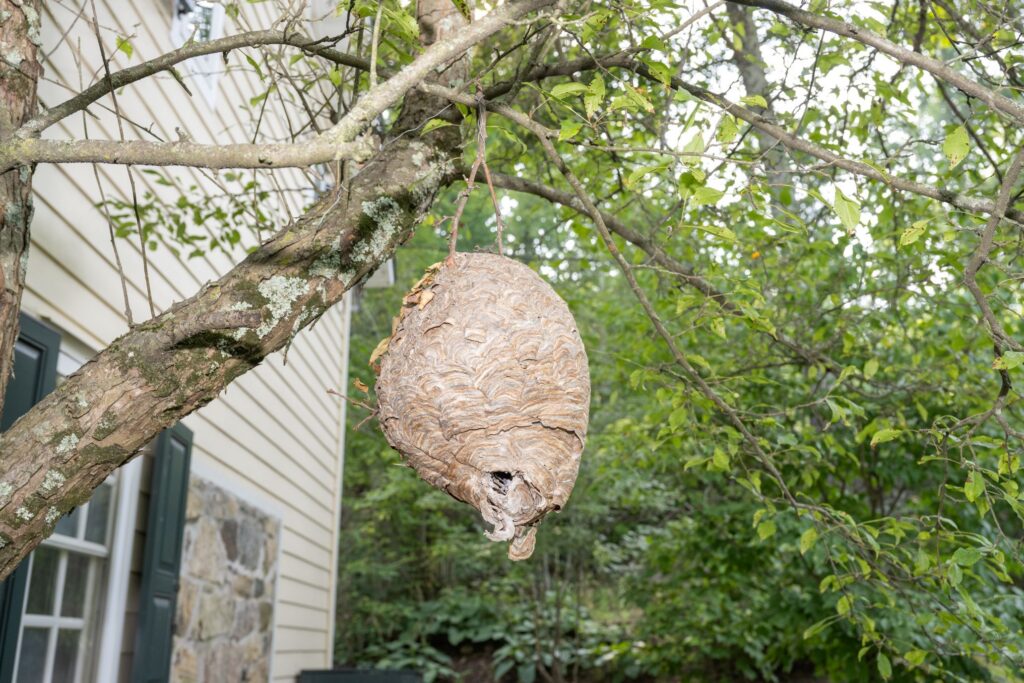 Bald Faced Hornet Nest