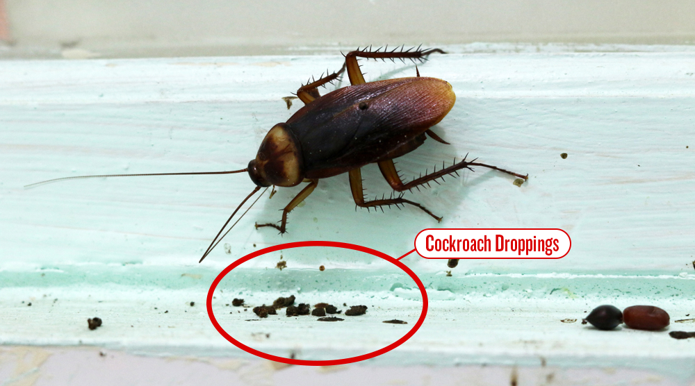 An American Cockroach Leaving Droppings, The Droppings are Circled and highlighted.