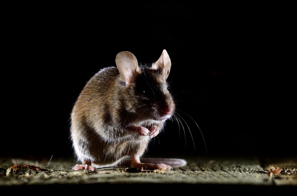 Mice Exterminator - Viking Pest control