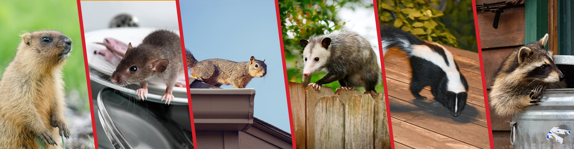 wildlife banner viking pest control
