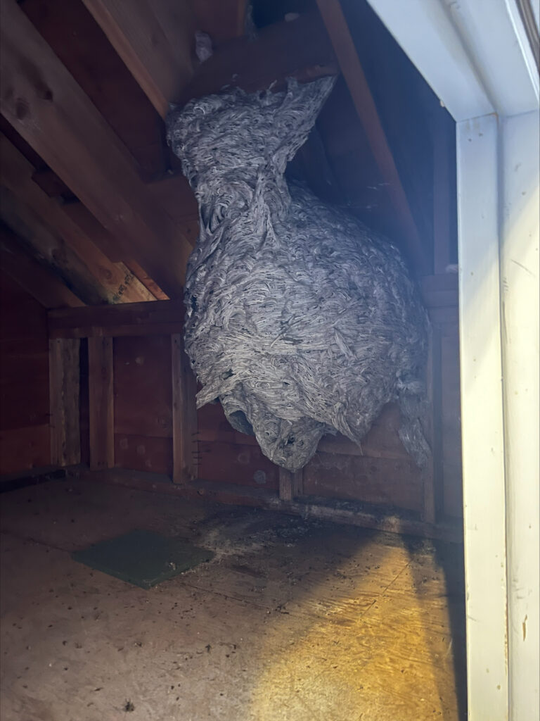 Giant Hornet Nest