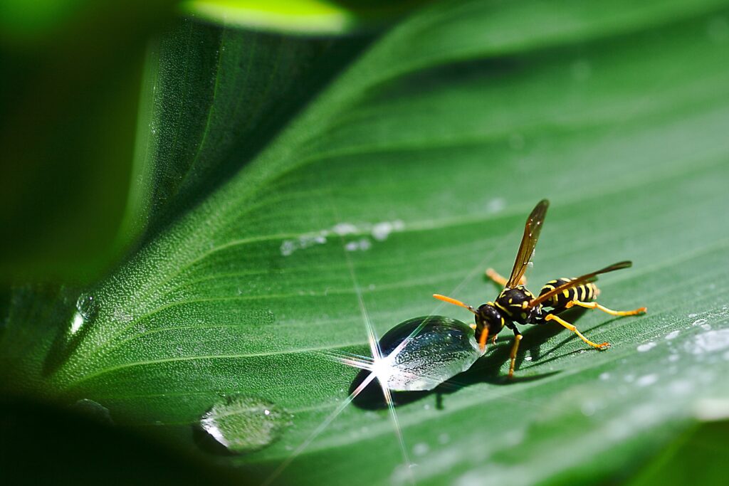 Wasp Control
