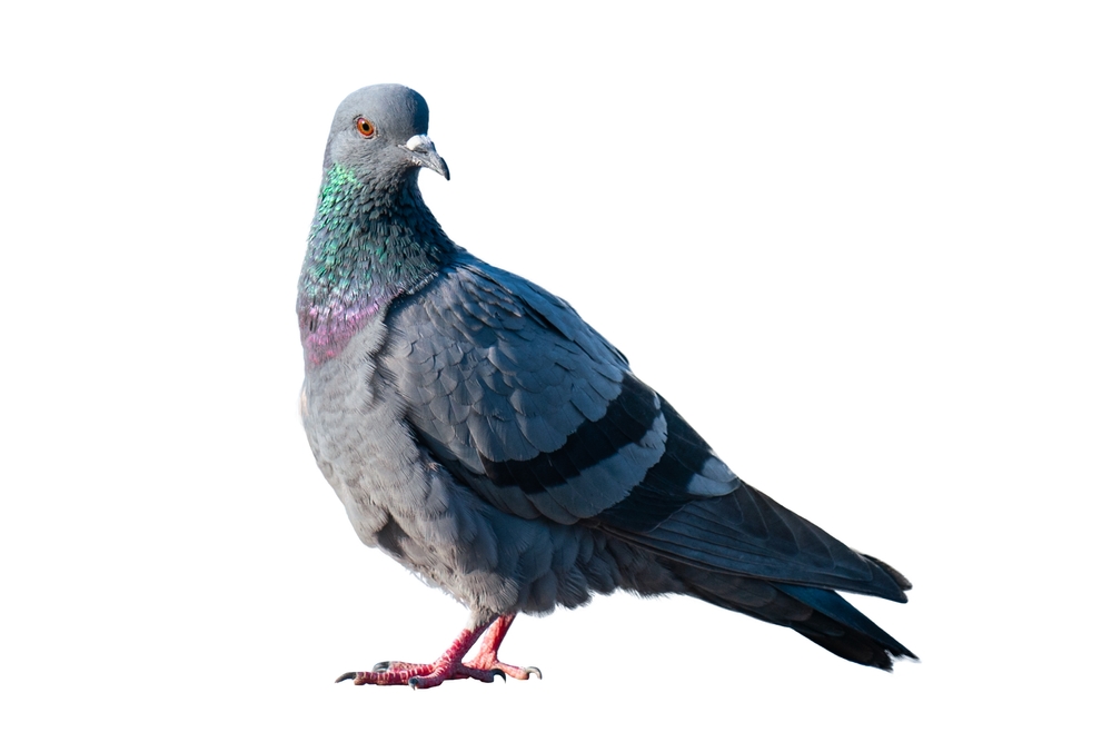 bird