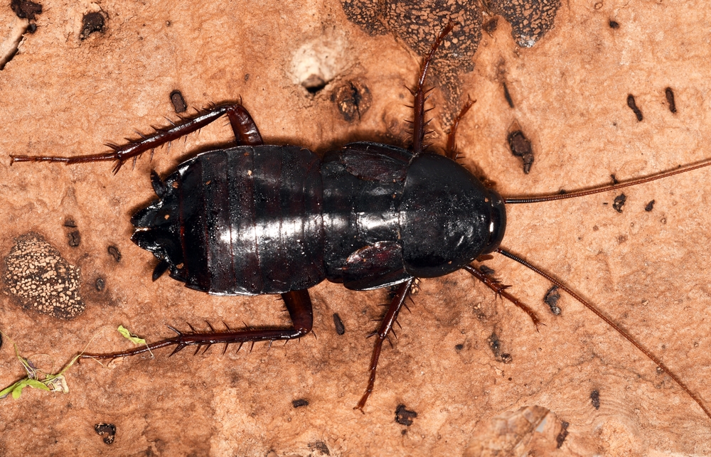 Oriental Cockroach - Viking Pest Control