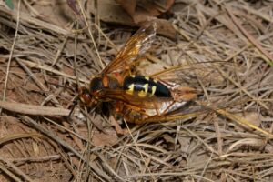 Cicada Killer Wasp with Its Food