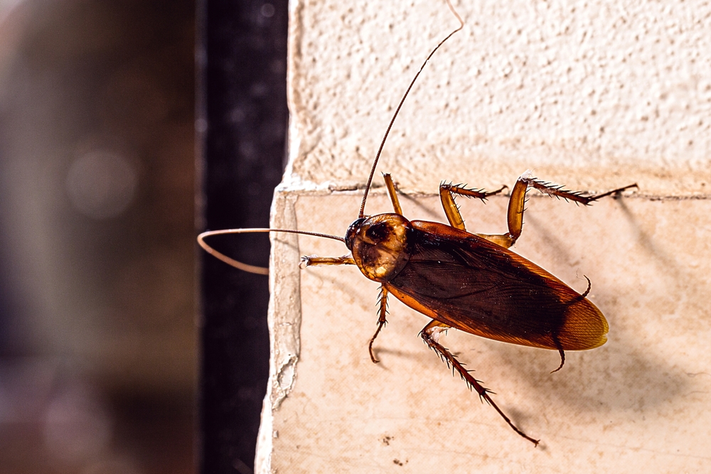 American Cockroach - Viking Pest Control