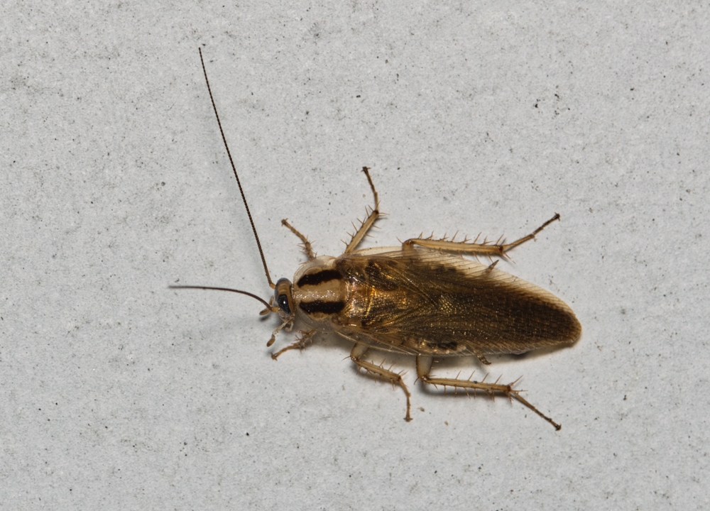 German Cockroach - Viking Pest Control
