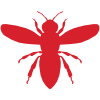 Wasps