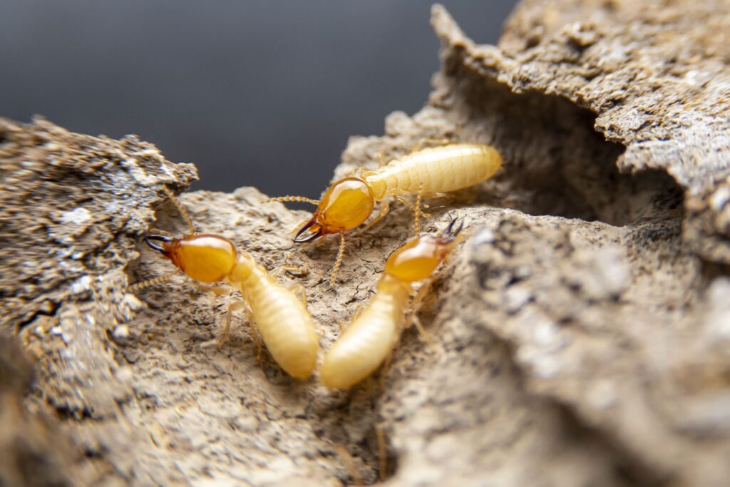 active termites on wood
