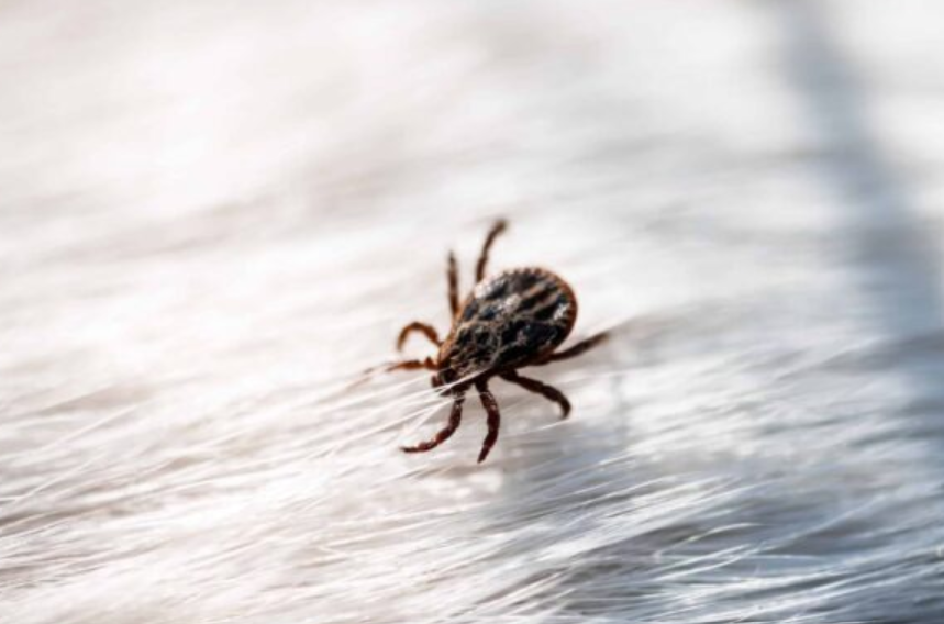 american dog tick