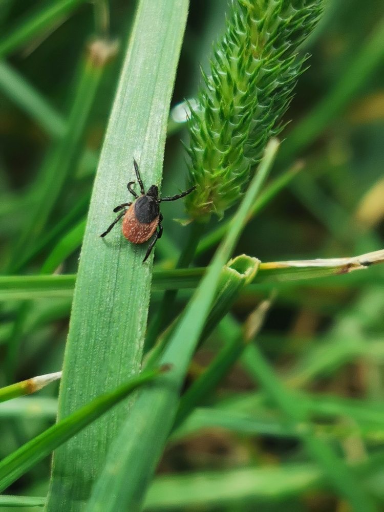 black legged tick - Viking Pest Control