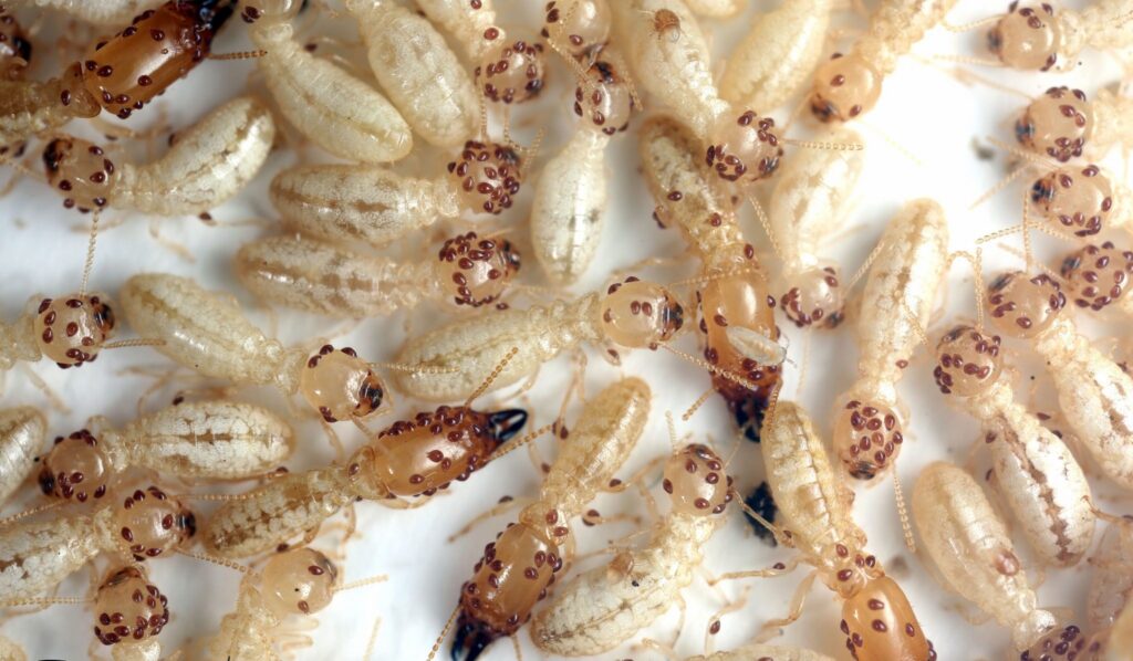 subterranean termite colony with treatment symptoms