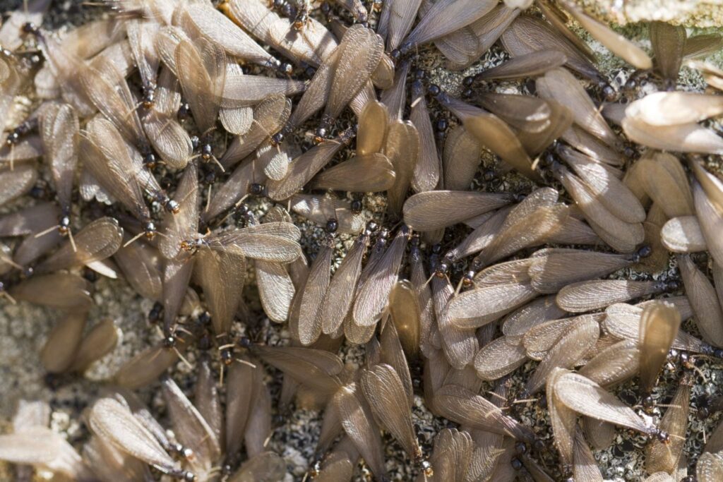 swarming termite infestation