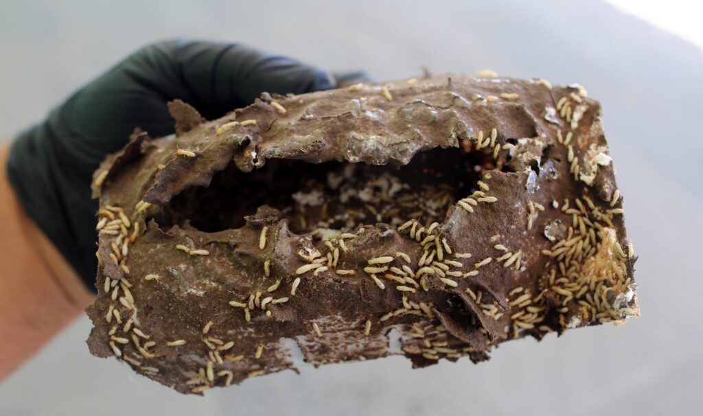 termite infestation in wood