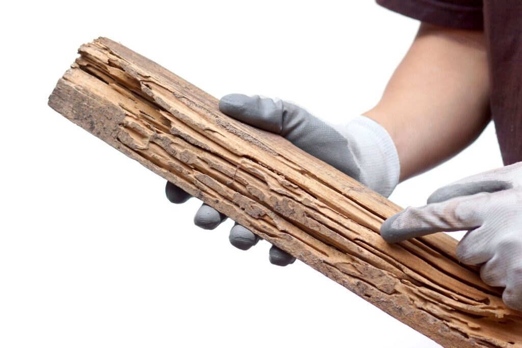 termite treatment of infested wood