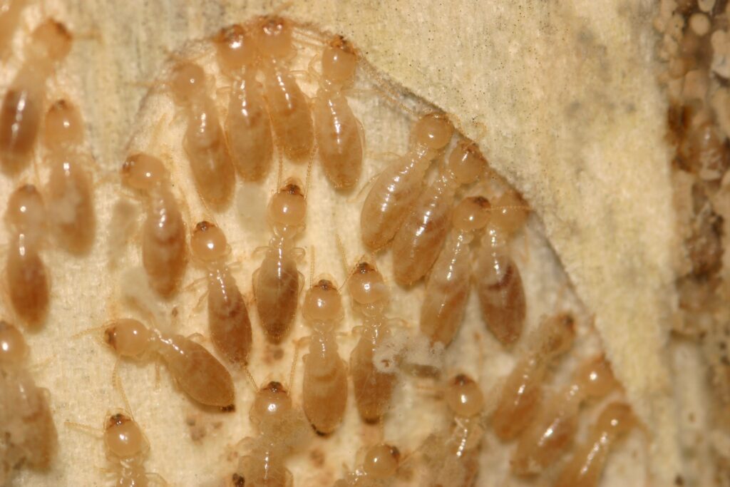 termites eating wood
