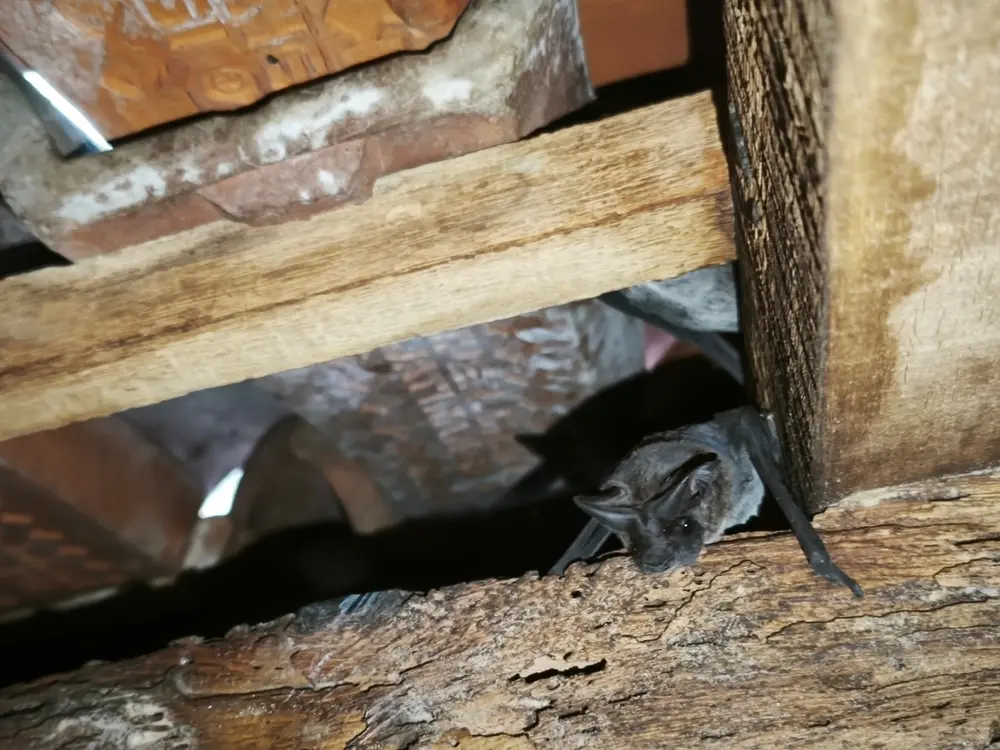Why April is the Most Important Month for Bat Removal