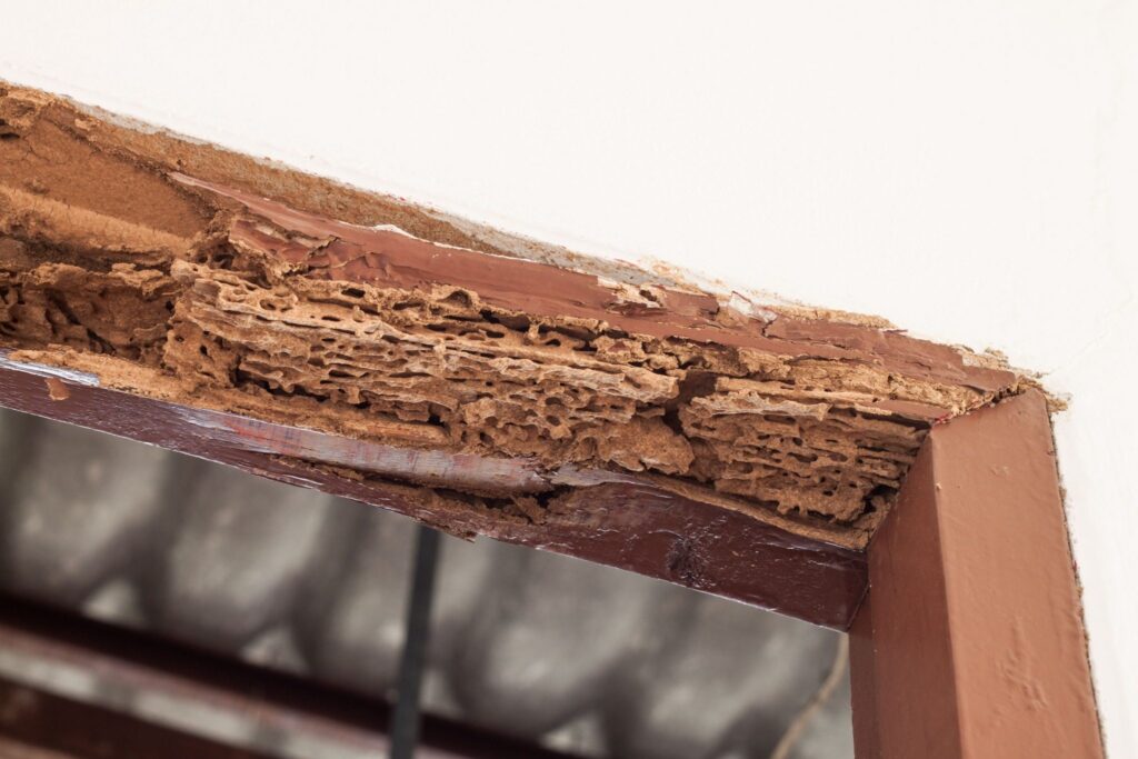 wood damage due to termites