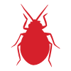 Bed Bugs
