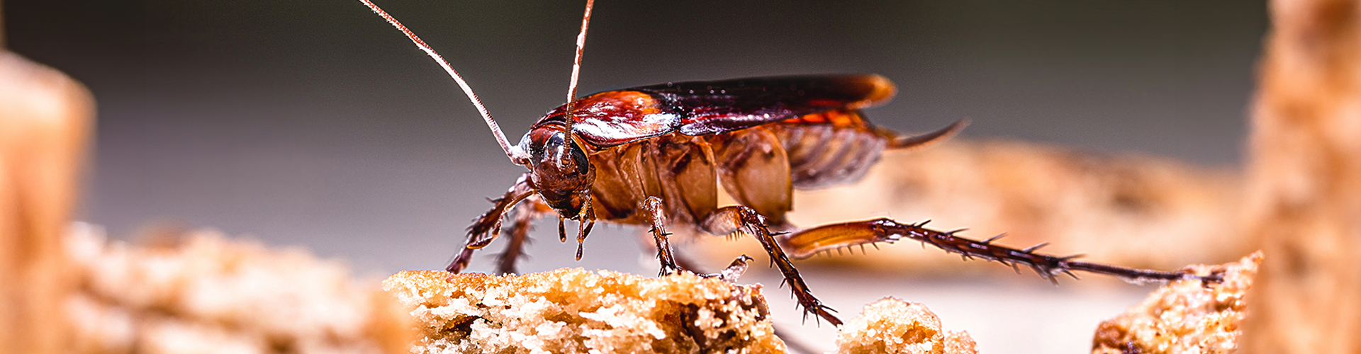 Cockroach Control