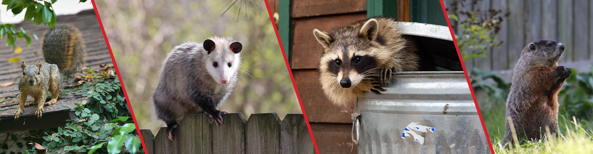 Wildlife Control